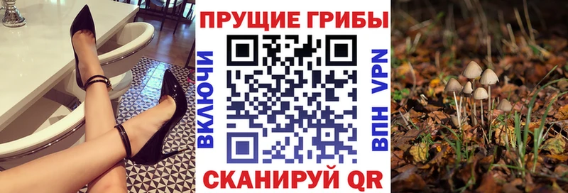 Галлюциногенные грибы Psilocybe Агрыз
